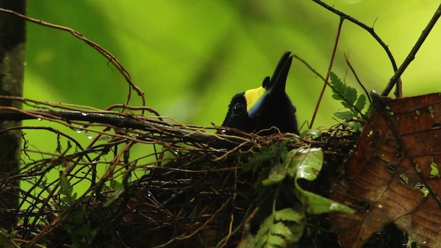 Long-tailed Paradigalla - ML462806