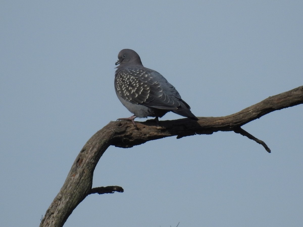 Spot-winged Pigeon - Maximiliano Sager