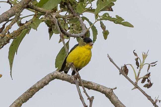 Lesser Goldfinch - ML462808351