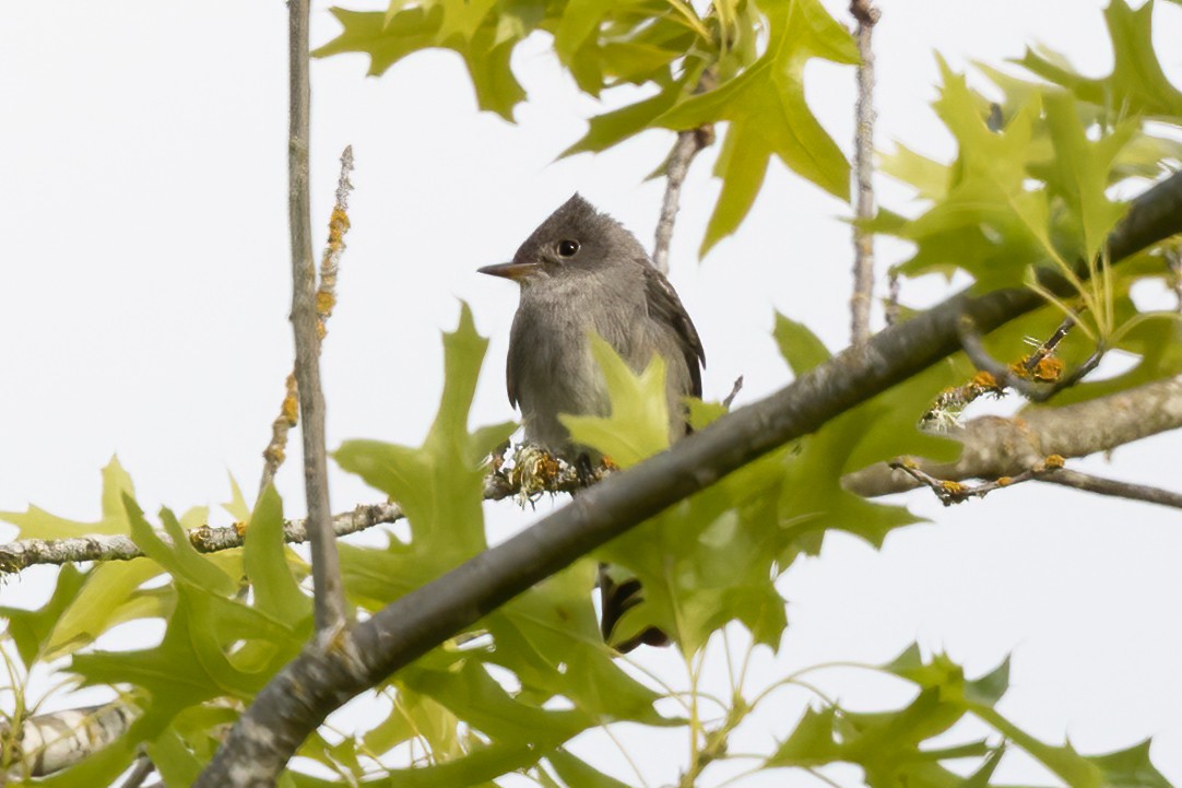 Western Wood-Pewee - ML462808381