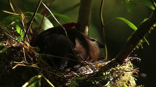 Long-tailed Paradigalla - ML462809