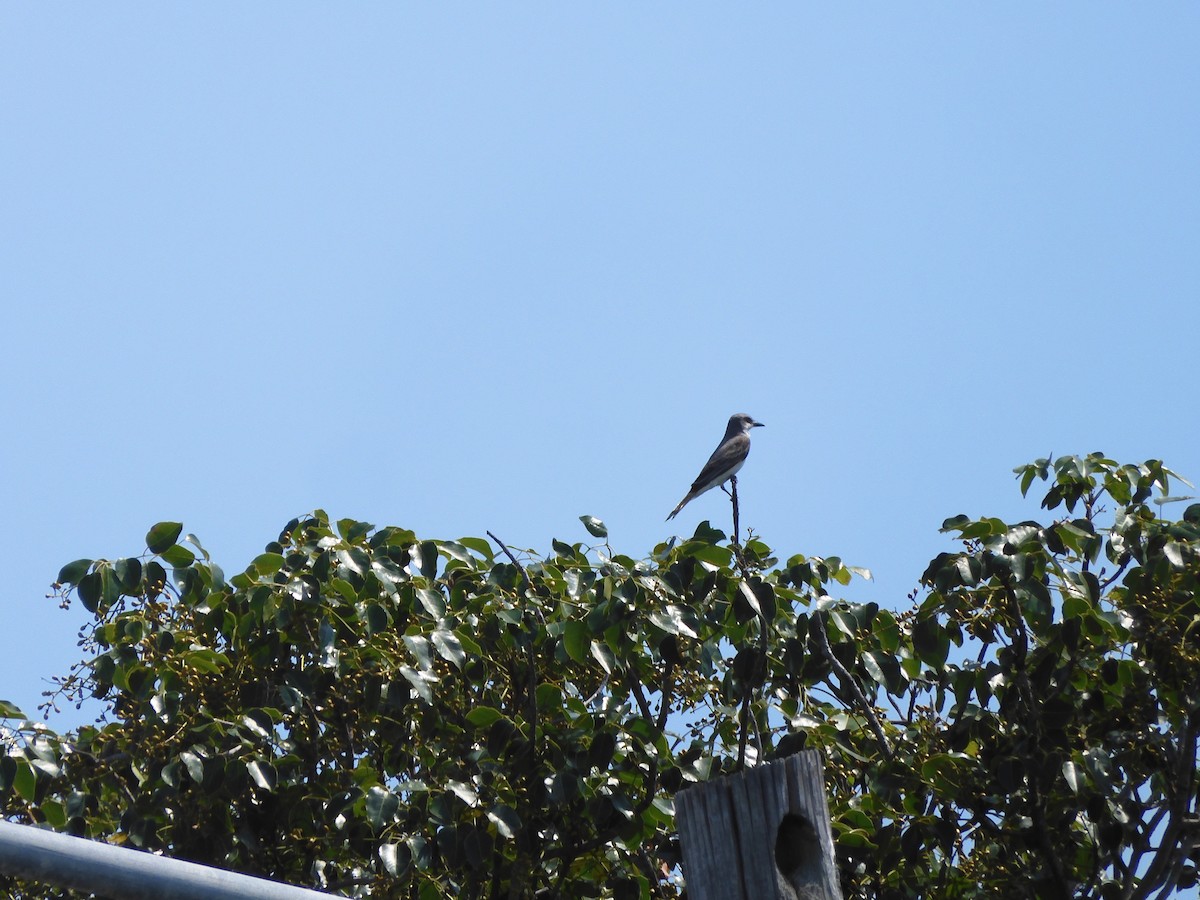 Gray Kingbird - ML462809701