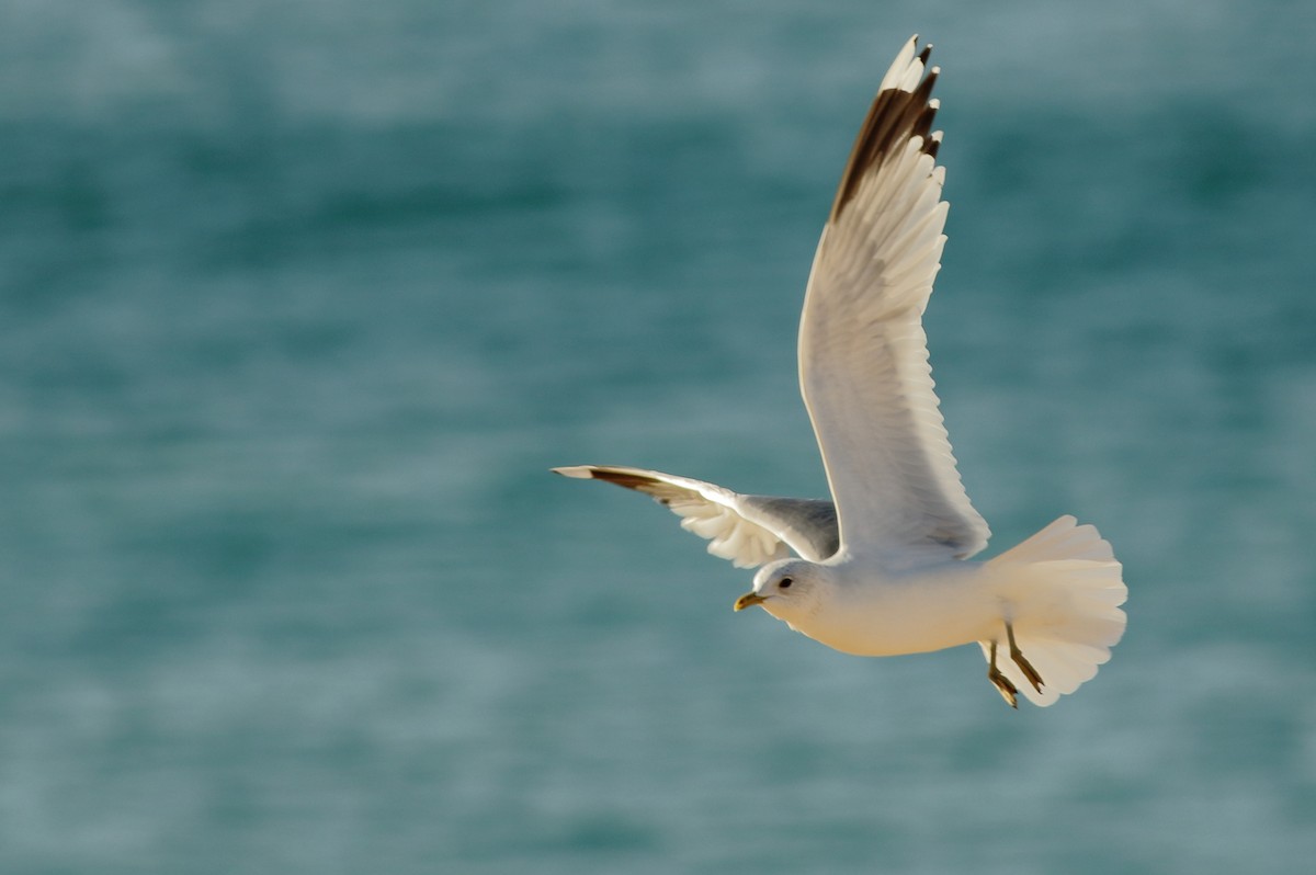 Common Gull - Sérgio Correia