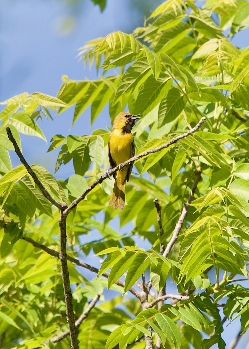 Oriole des vergers - ML462809891