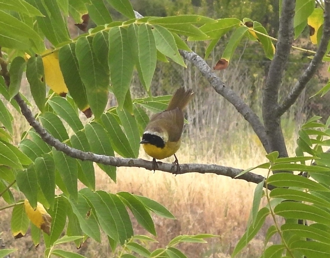 Common Yellowthroat - ML462810601