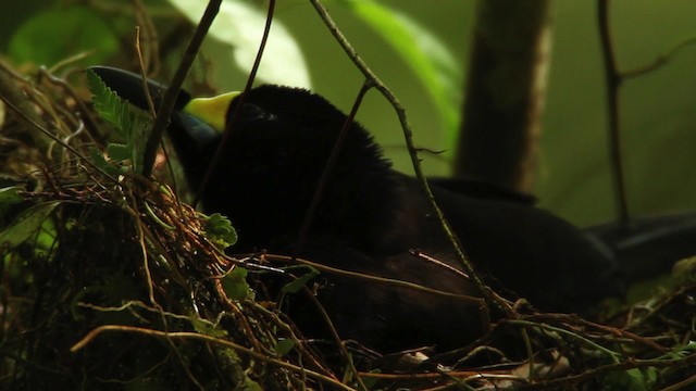Long-tailed Paradigalla - ML462811