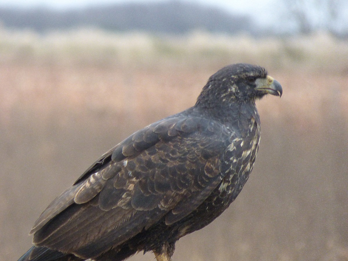 Great Black Hawk - Pablo Hernan Capovilla