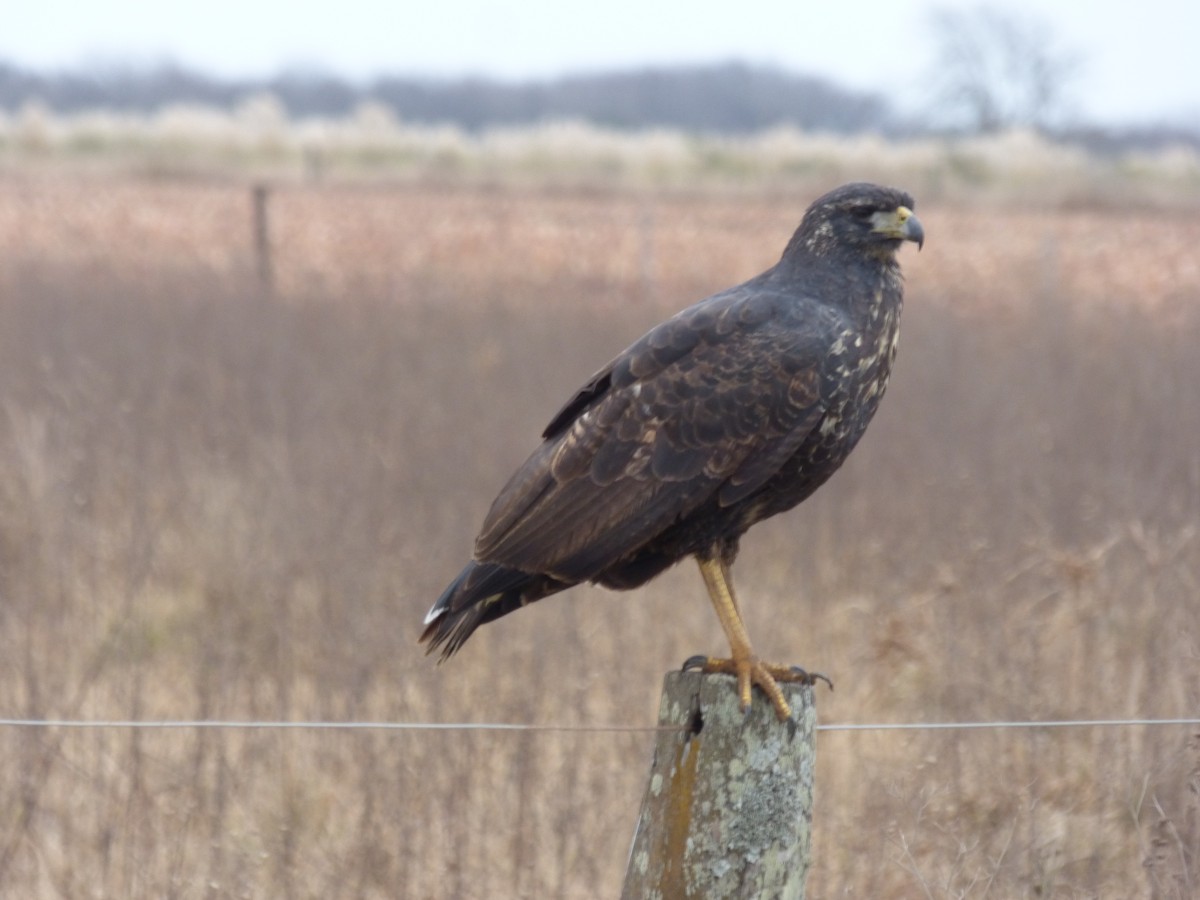 Great Black Hawk - ML462811741