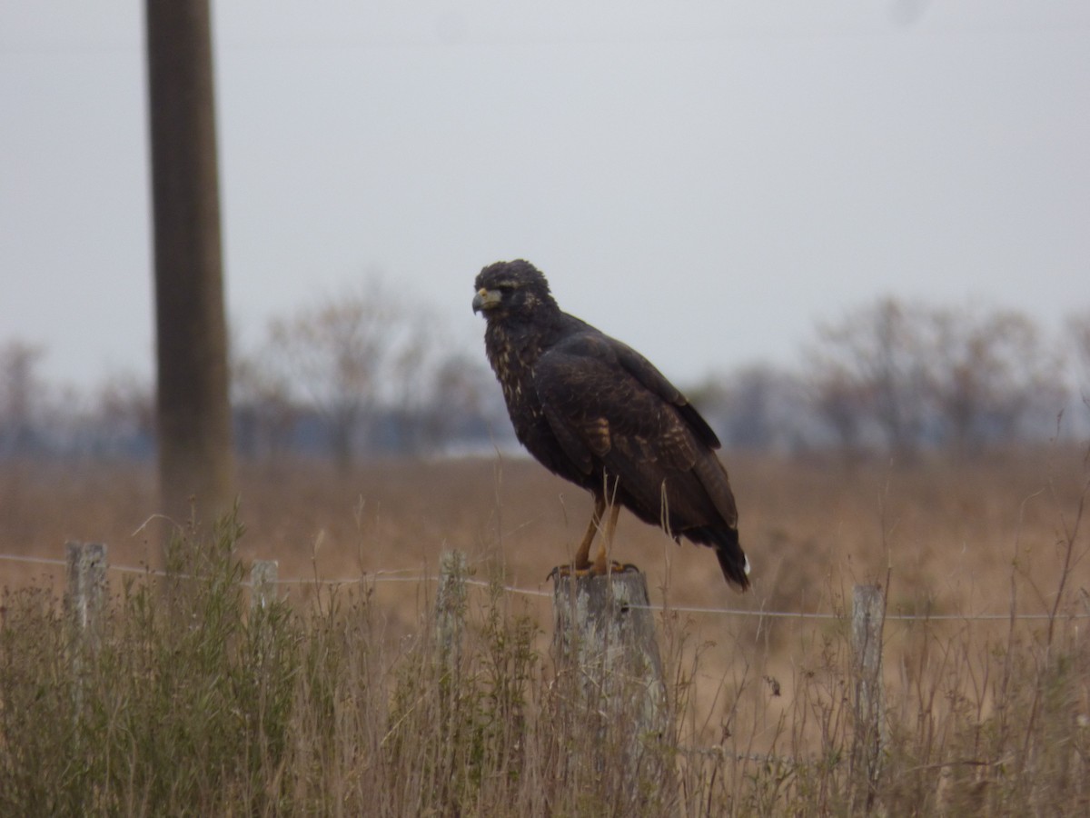 Great Black Hawk - ML462811751