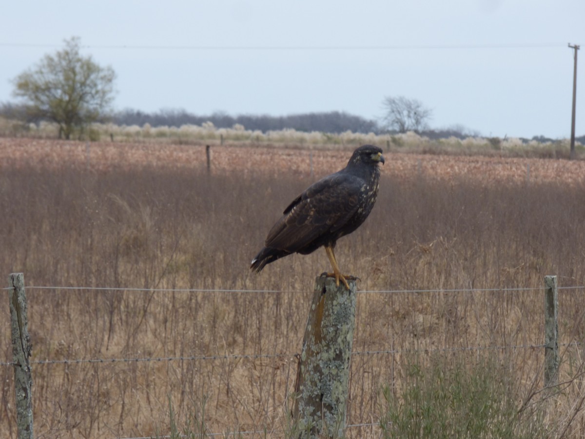 Great Black Hawk - ML462811881