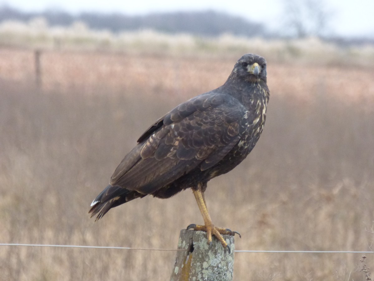 Great Black Hawk - ML462811891