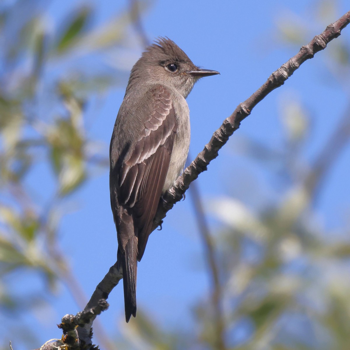 Blasskehl-Schnäppertyrann - ML462812291