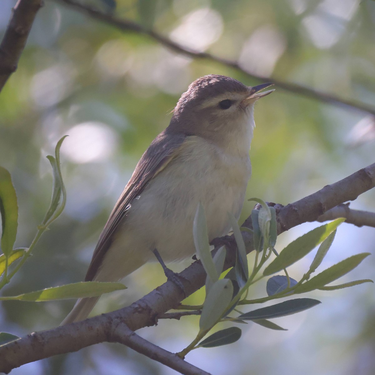 Warbling Vireo - Keith Leland