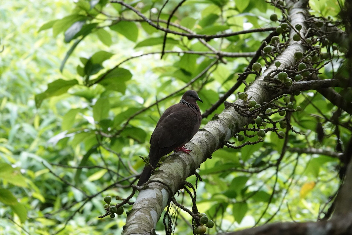 Spotted Dove - ML462813051