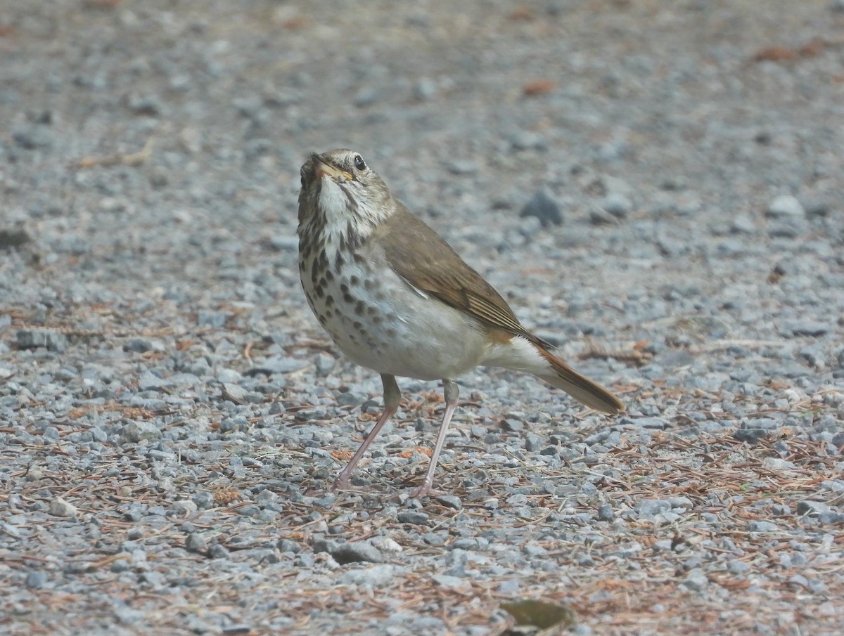 Hermit Thrush - Doug Pfeiffer