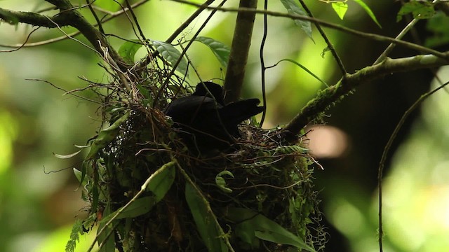 Long-tailed Paradigalla - ML462814