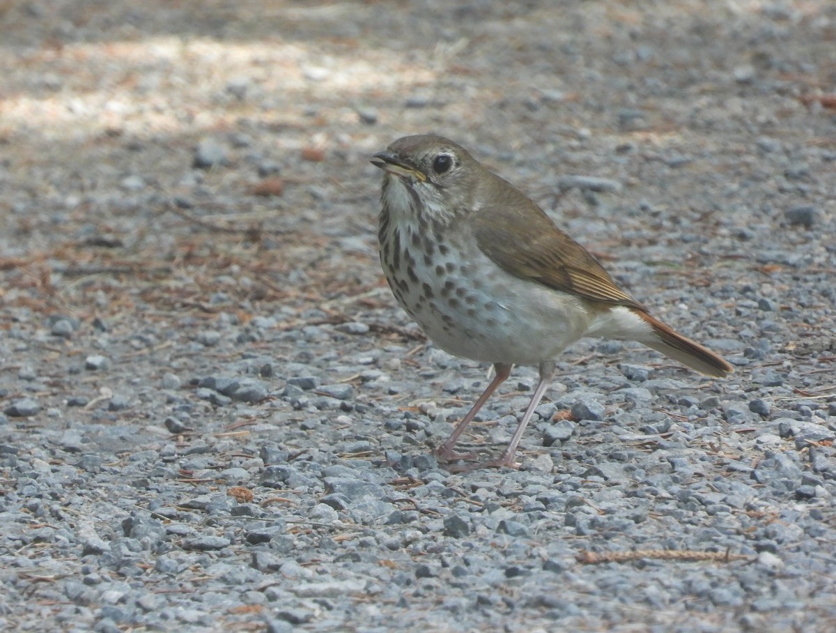 Hermit Thrush - Doug Pfeiffer