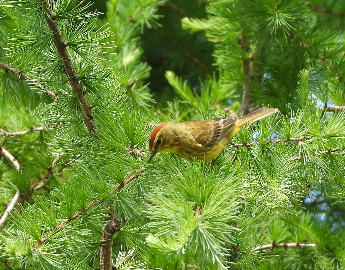 Palm Warbler - Doug Pfeiffer