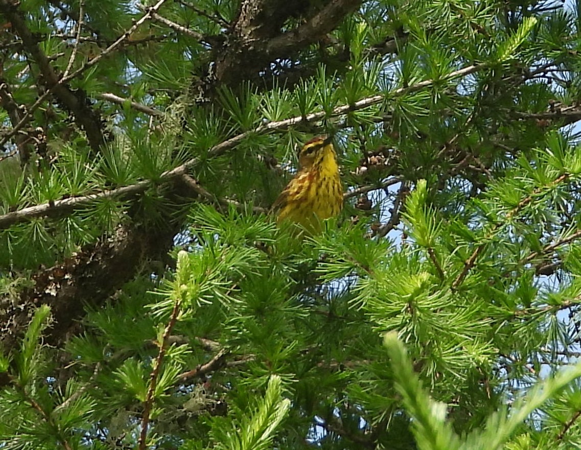 Palm Warbler - Doug Pfeiffer