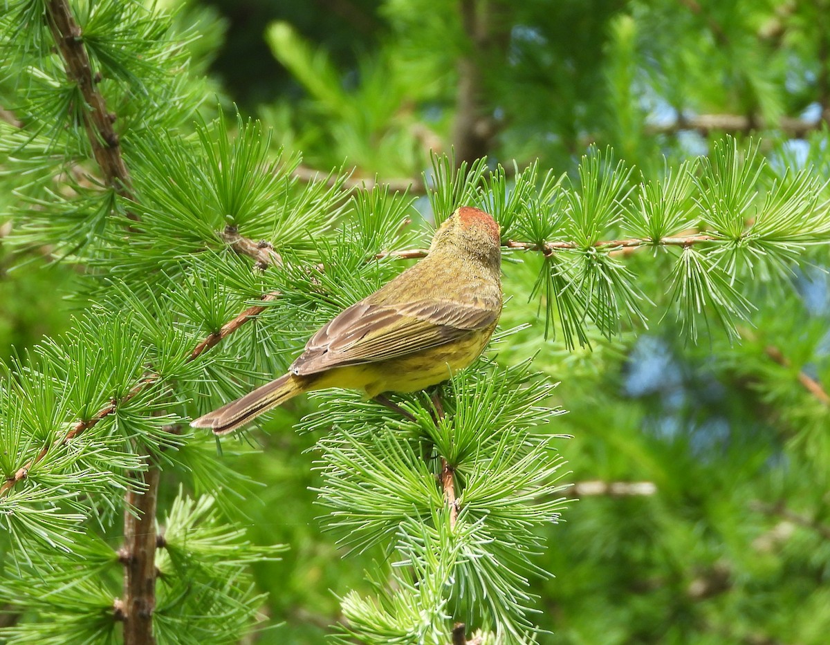 Palm Warbler - Doug Pfeiffer