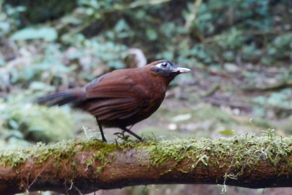 Panamáameisenvogel - ML462815431