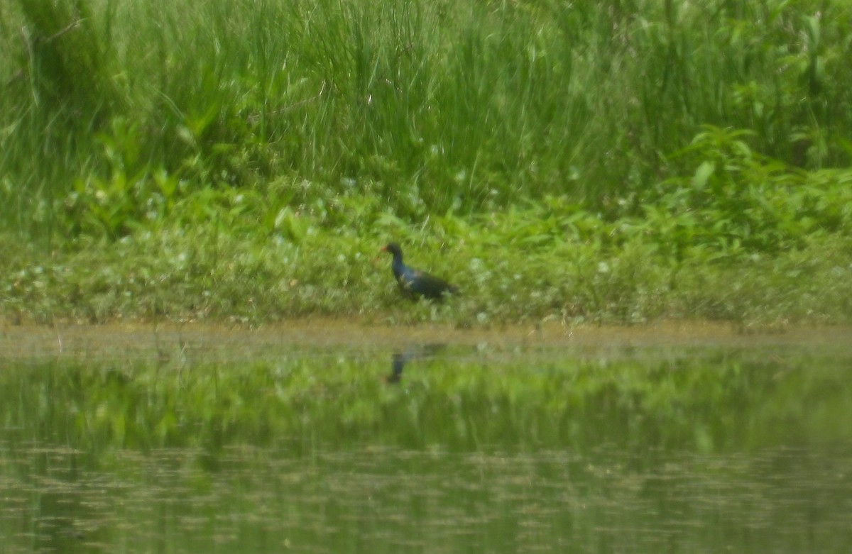 Purple Gallinule - ML462816651