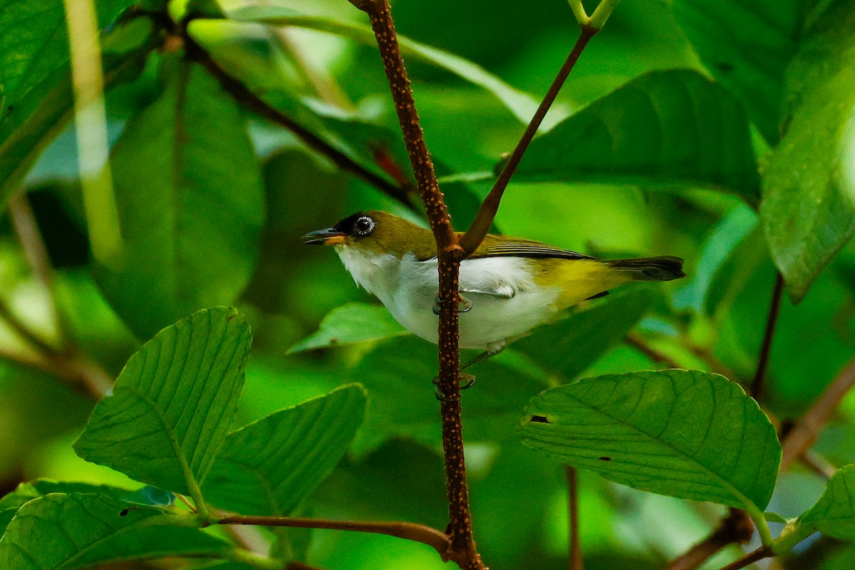 Cream-throated White-eye (Halmahera) - Jenna McCullough