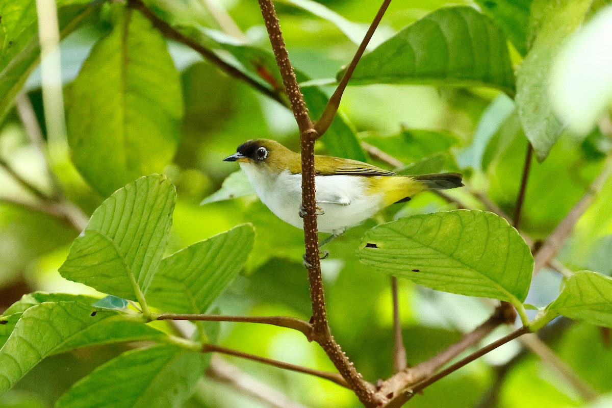 Cream-throated White-eye (Halmahera) - ML462816941