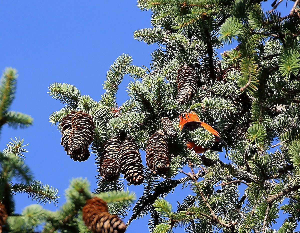 Scarlet Tanager - ML462817941