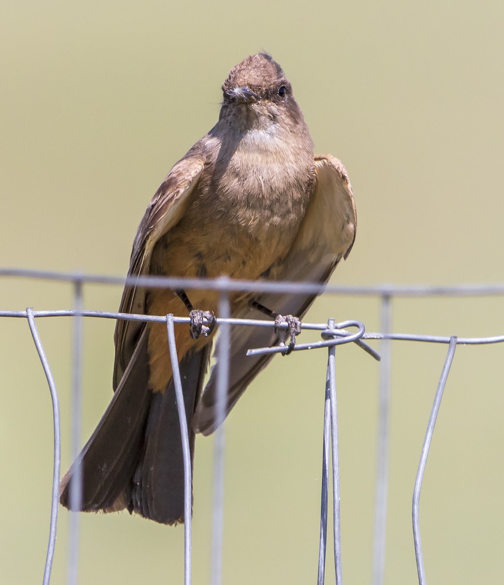 Say's Phoebe - ML462818601