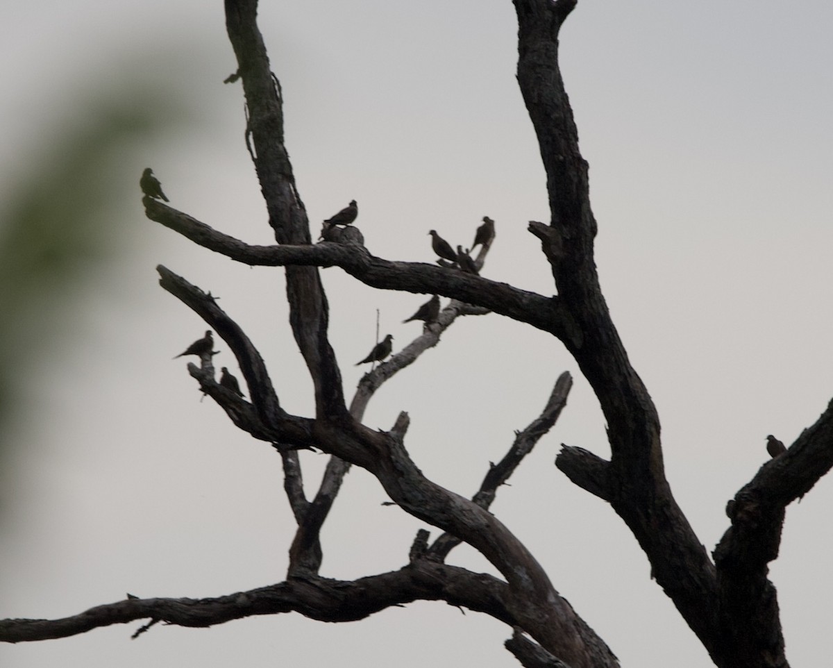 Mourning Dove - ML462819441