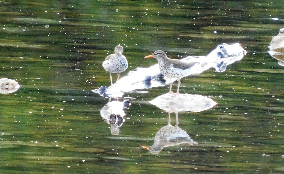 Spotted Sandpiper - ML462819551