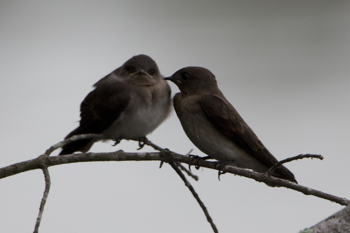 Northern Rough-winged Swallow - ML462819631