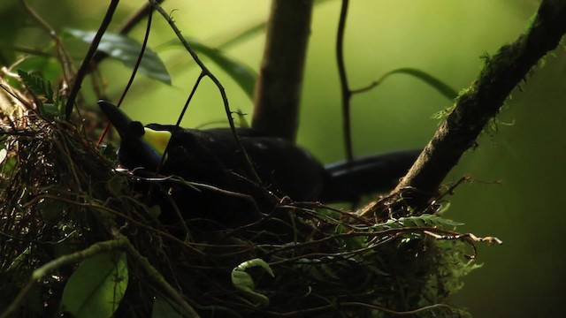 Long-tailed Paradigalla - ML462820