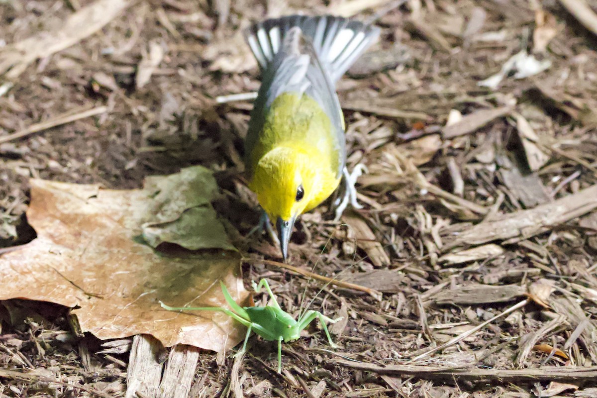 Prothonotary Warbler - ML462820581