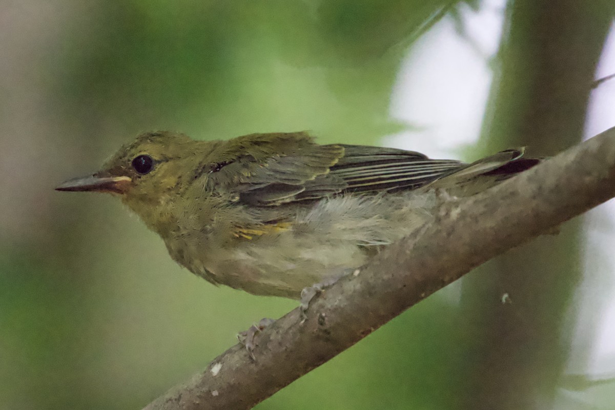 Prothonotary Warbler - ML462820601