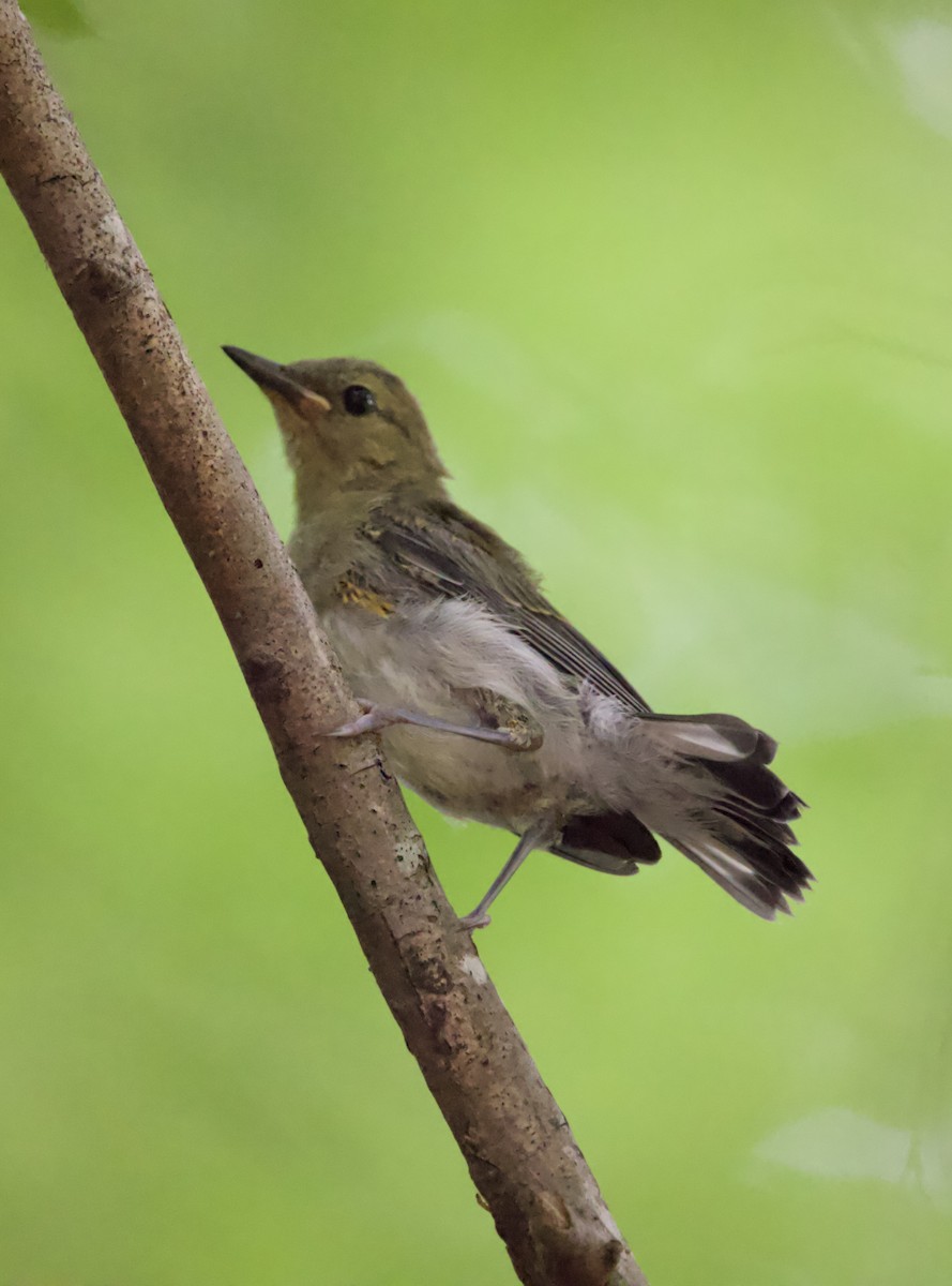 Prothonotary Warbler - ML462820621