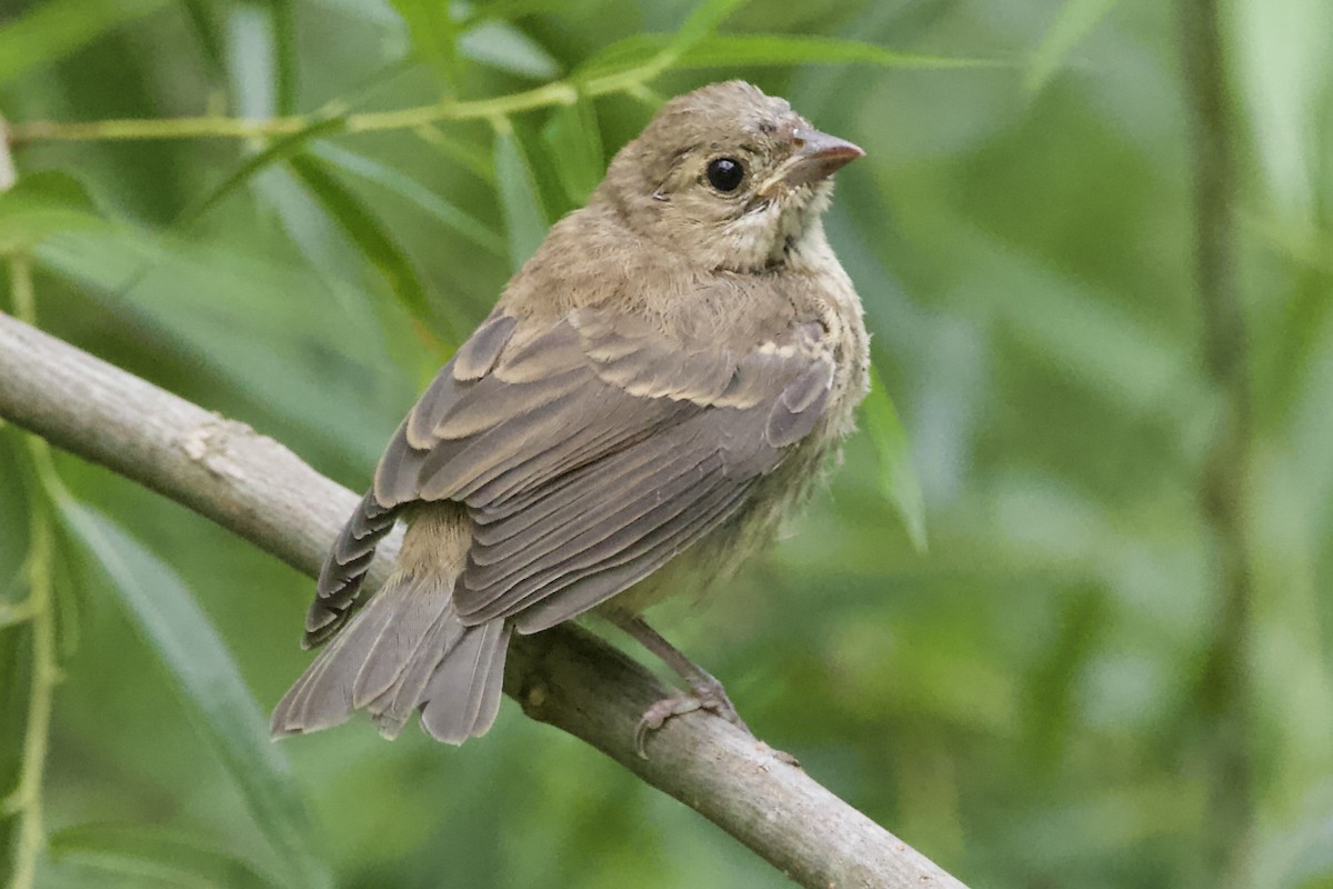 Indigo Bunting - Adam Prince