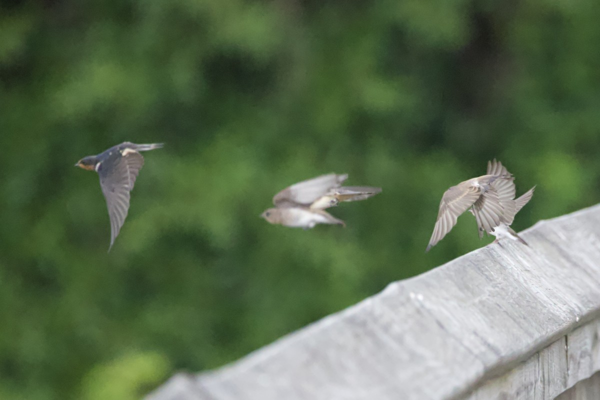 Barn Swallow - ML462821041