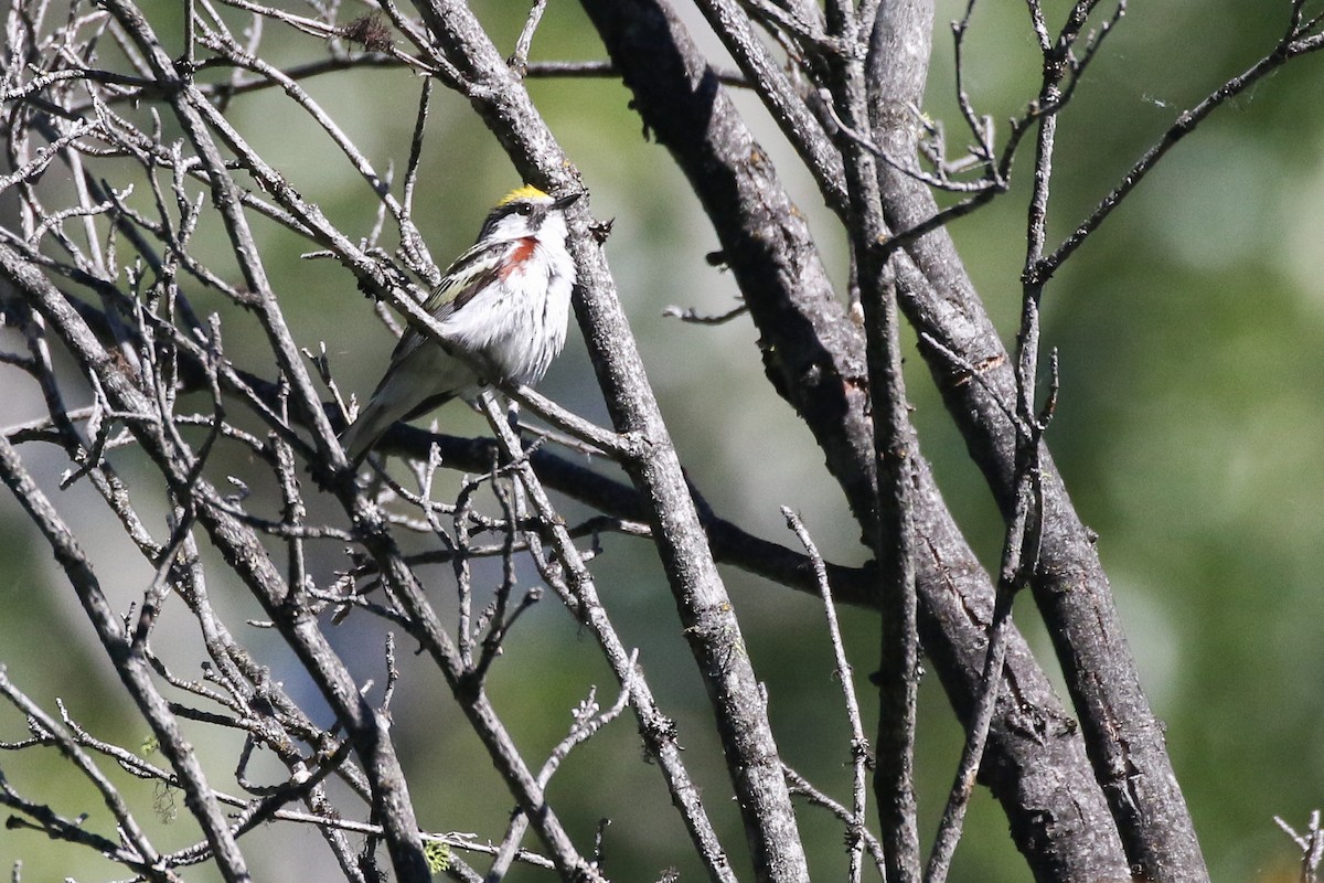 Chestnut-sided Warbler - ML462821161