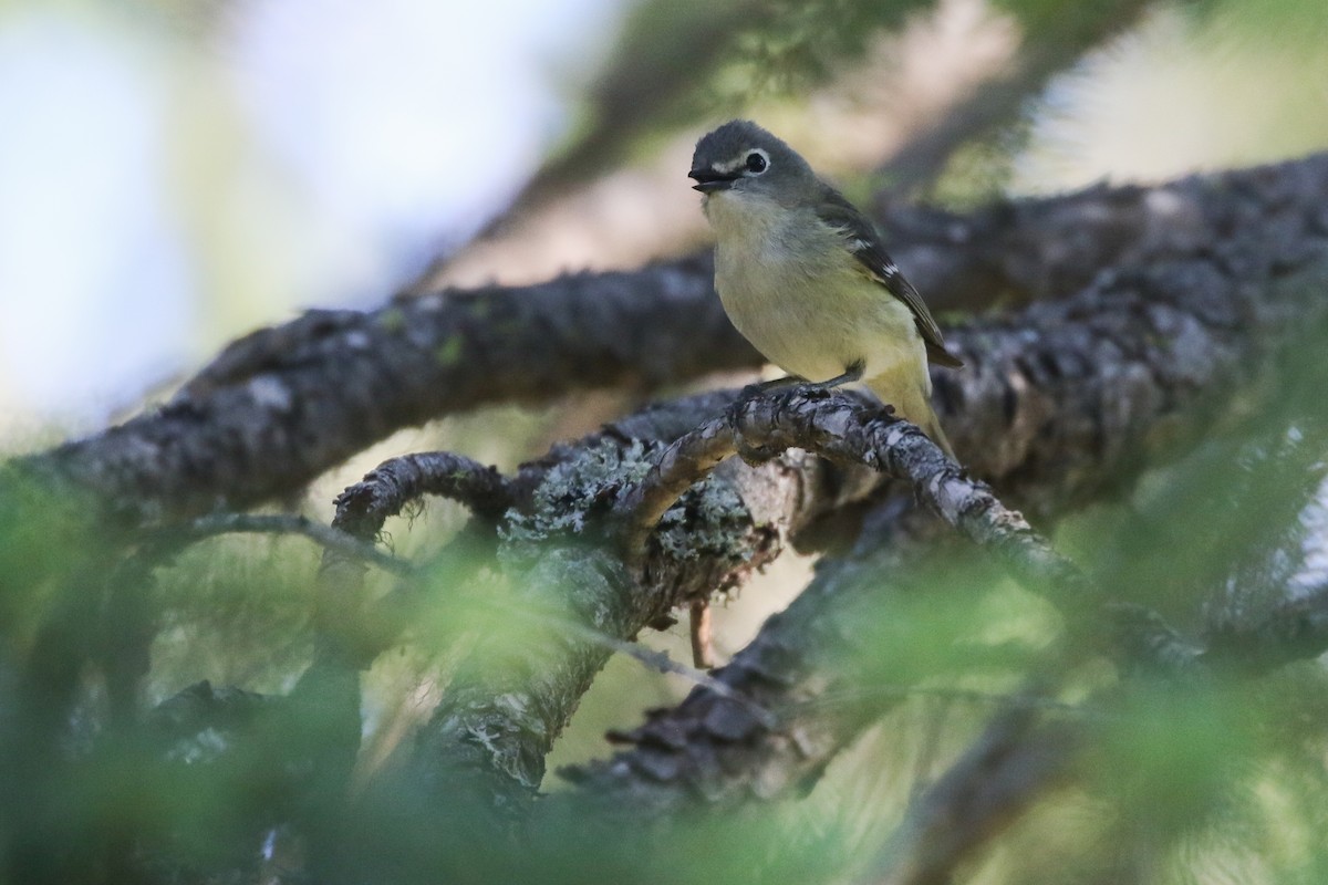 Cassin's Vireo - ML462821301