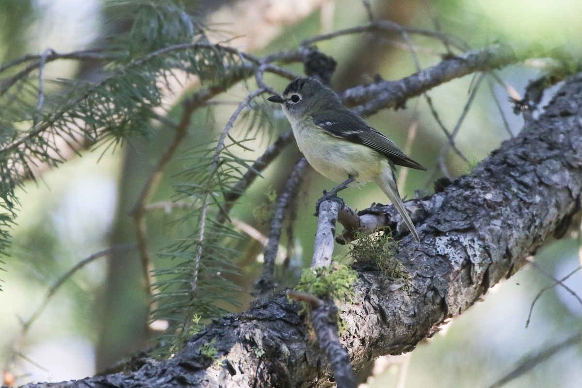 Cassin's Vireo - ML462821341