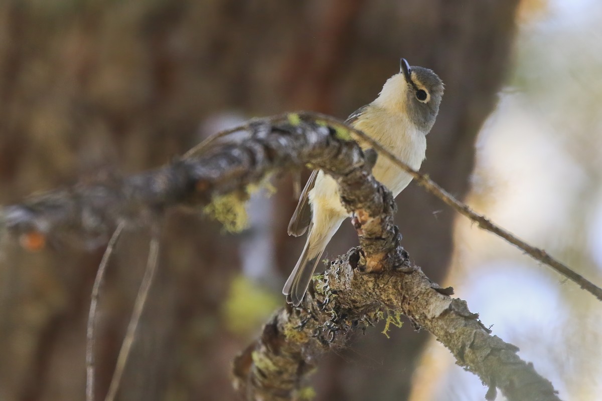 Cassin's Vireo - ML462821361