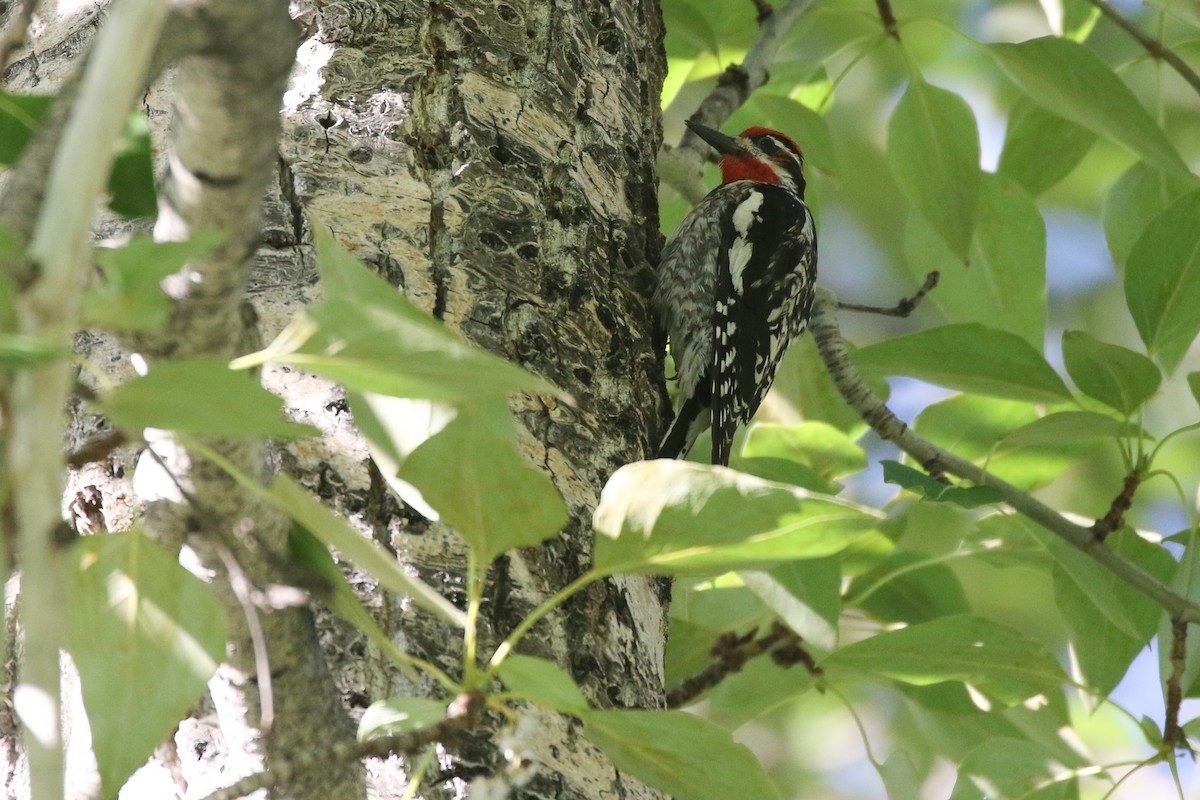 Red-naped Sapsucker - Liam Hutcheson