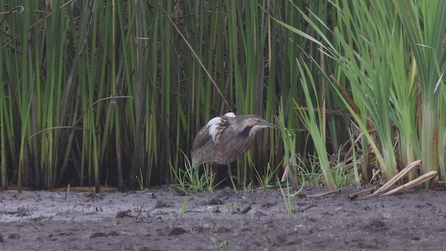 Schwarzbart-Rohrdommel - ML462821871