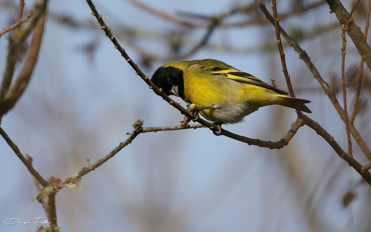 Hooded Siskin - ML462822891