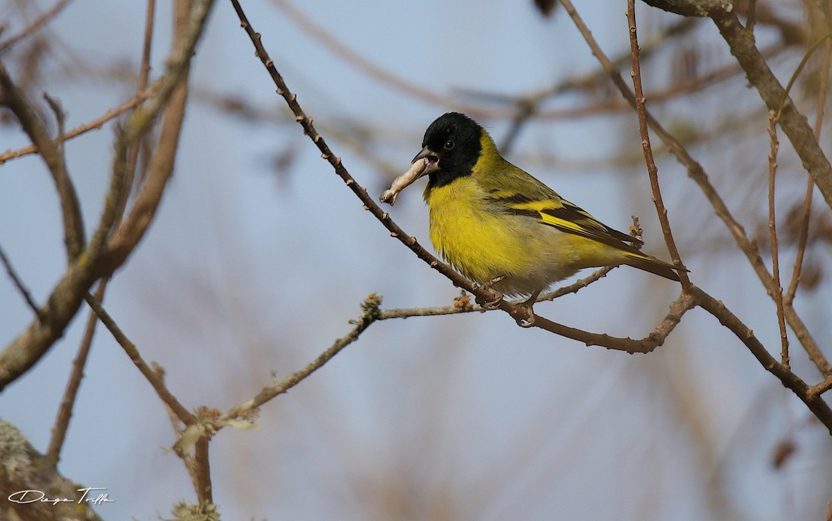 Hooded Siskin - ML462822901