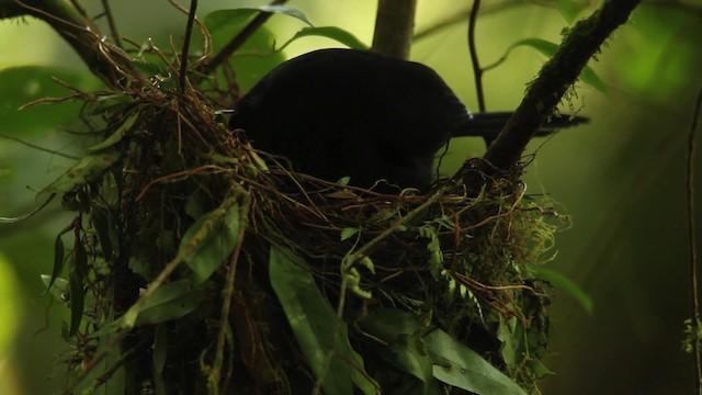 Long-tailed Paradigalla - ML462823