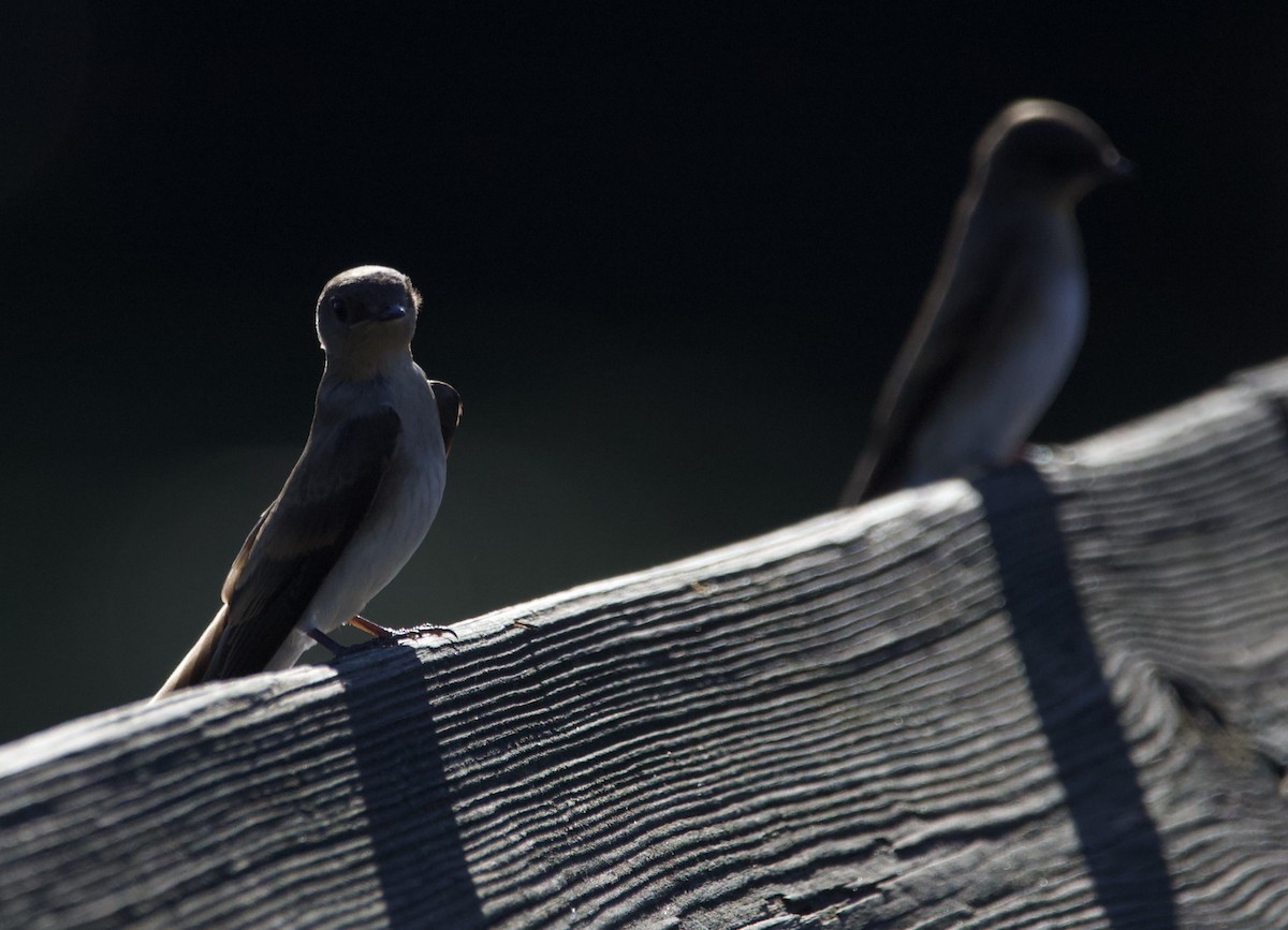 Northern Rough-winged Swallow - ML462823251