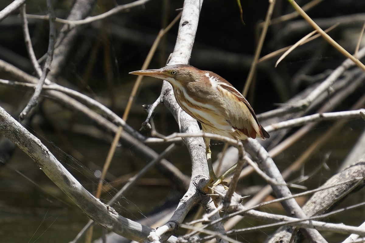 Least Bittern - Dave Jurasevich